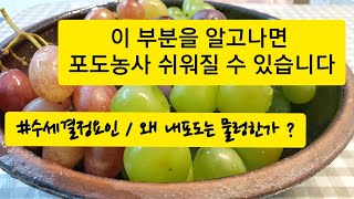 유럽종포도 이해하기# 제 5편 # 수세 결정요인