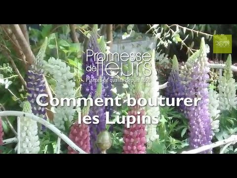 comment traiter les pucerons sur les lupins