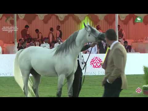 N 342 JALAAD LNJ   KAAHC 2019   Stallions 4 6 Years Old Class 10B
