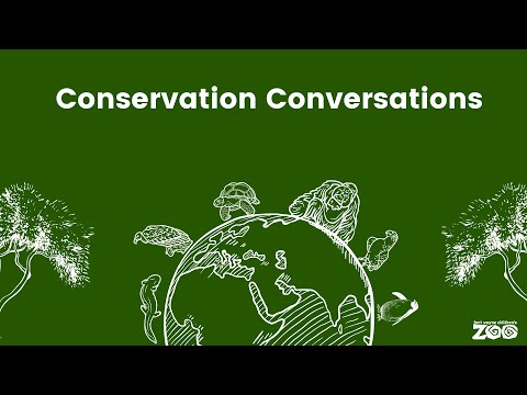 Conservation Conversation: African Penguins