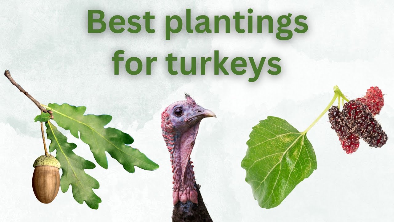 Tree plantings for turkeys | Ep 95