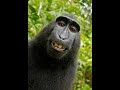 Monky Goblin Vs Horny