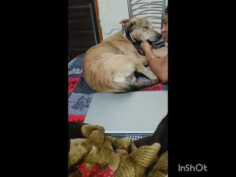 #funnymoments ft Bruno baby 🥰😘🥺🥹😁😆🤣