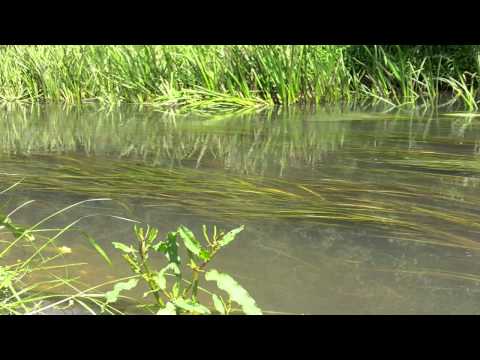 Kinkachoo, I Love You ~ Phillip Houghton