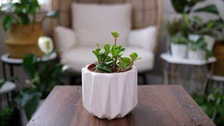 Peperomia Hope (Tetraphylla) Care And Growing Guide