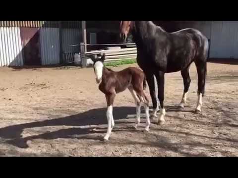 Stutfohlen von Coupe de Coeur-Conte Bellini
