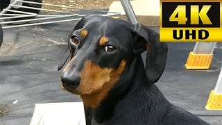 Video thumbnail for Panasonic DMC-TZ80 (ZS60) 4K Video Test With Hugo The Dachshund by JC Entertainment