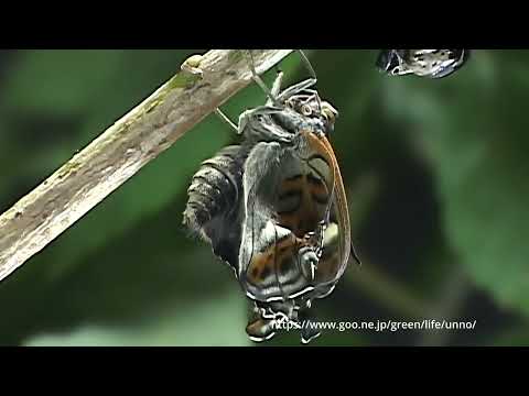 オオイチモンジの羽化