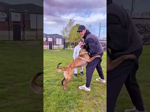 #k9#USA#dogsoftiktok#tactical#dogs#fyp#malions#DogTraining#viral #k9unit#trending#trainingdog #asmr