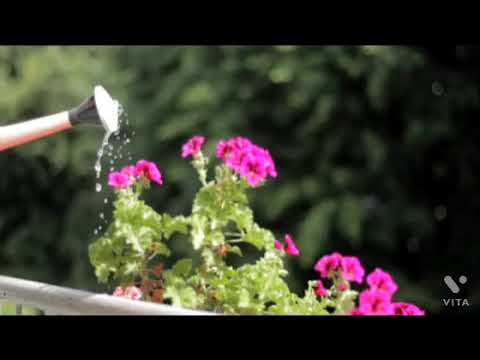 Beautiful Nature, Beautiful Environment, Beautiful Flowers