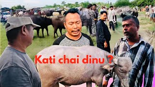 Download lagu Sirip 53 k ko dainesor ra 33 k ko hadighopteko mudda milaiyo sathiharu chama cham🙏❤️ mp3