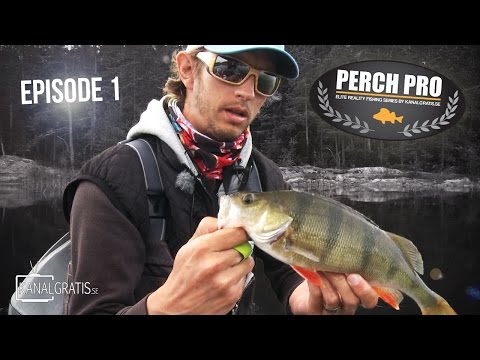 Perch Pro 2016 - EPISODE 1 - Kanalgratis.se