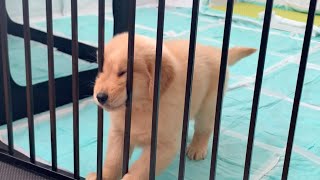 A golden retriever puppy chasing himself in the camera lol