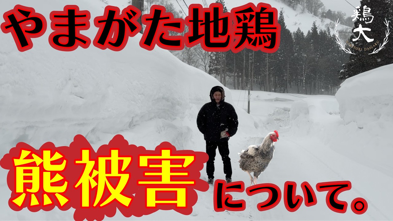 【生産者応援】熊被害にあった山形県小国町のやまがた地鶏生産者へ想いを届けに行ってきました【東京三軒茶屋 和音人月山】