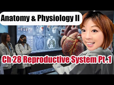 Ch 28 Reproductive System Part 1