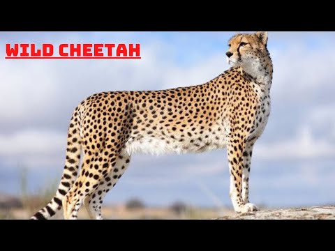 Cute pets cats dogs| cute puppys | beautiful bird's| babies