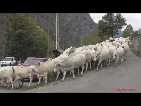 LA TRANSUMANZA DI MUCCHE SCENDE DALL' ALPEGGIO A MARMORA. (CN) IN VALLE MAIRA. SAB. 9 - 10 - 2021.