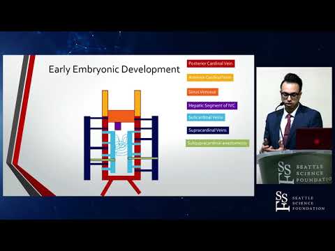 Embryological Development of the Inferior Vena Cava with an Azygos Vein Variant Case - Stefan Lachka