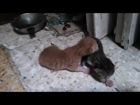 My cat Hamsa and her first birth, God willing, kittens like honey. اول ولادة للقطة همسة
