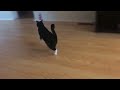 Tuxedo Cat In Attack Mode