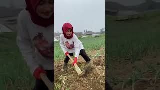 Download lagu Petani Wanita Bawang Merah Cantik mp3