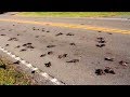 MYSTERIOUS Animals That FELL From The Sky!