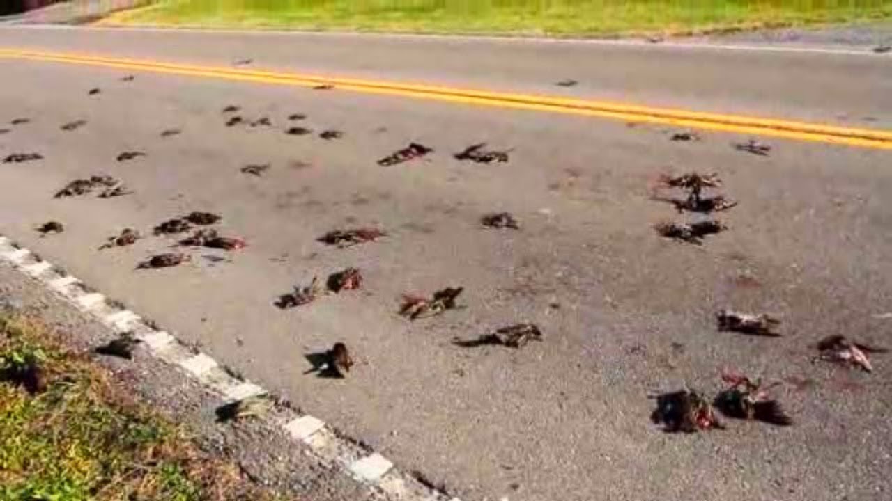 MYSTERIOUS Animals That FELL From The Sky!