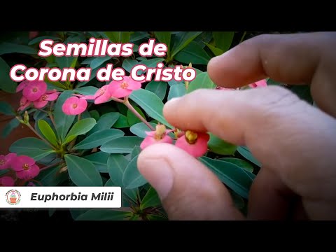 How to sow Crown of Christ seeds?