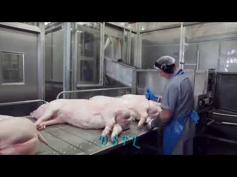 , title : 'شاهد يذبحون وينظفون الخنازير جوله داخل المصنع'