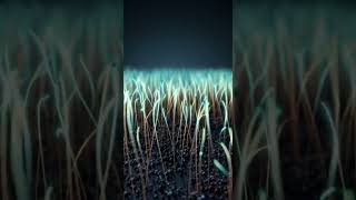 AI ASMR the forest of ear hair