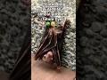 Flying Fox FRIGHT Baby Bat S BIG Scare In SINGAPORE SingaporeWildlife