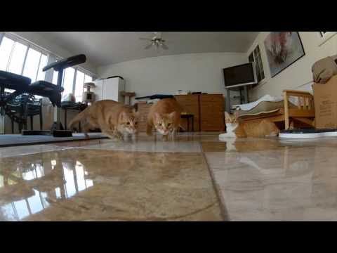 GoPro  Laser Cats   TV Commercial