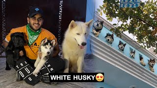 White Husky in India😱