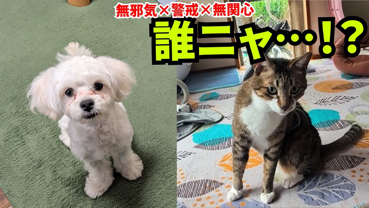 【ご報告】猫のシャンプーを買いに行ったはずが…。新メンバー加入で強気な保護猫がフリーズしました【名前当てクイズ】