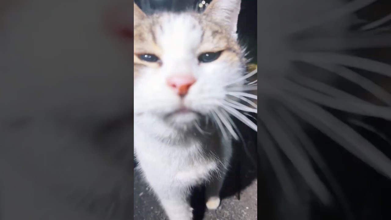 すり寄ってくる公園でひとり暮らす三毛猫 #野良猫 #捨て猫