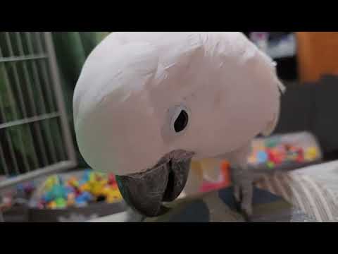 Einem Kakadu Fragen stellen