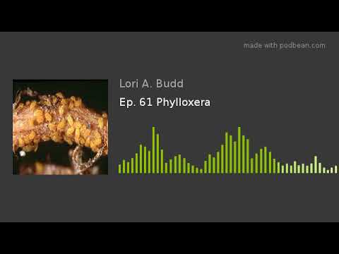 Ep. 61 Phylloxera