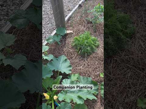 Companion Planting in the Vegetable Garden #companionplanting