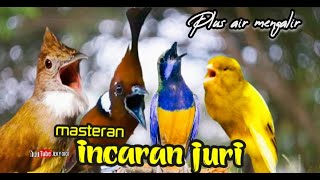Download lagu MASTERAN INCARAN JURI ngerol panjang jenggot - cungkok - cililin -kenari plus air mengalir mp3 Download lagu MASTERAN INCARAN JURI ngerol panjang jenggot - cungkok - cililin -kenari plus air mengalir mp3