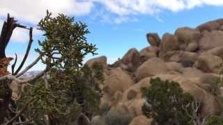 The Golden Boys - Joshua Tree National Park