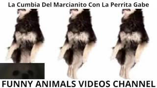 La Cumbia 🎶  Del Marcianito 👽 Con La Perrita Gabe 🐶 [FUNNY ANIMALS VIDEO CHANNEL]