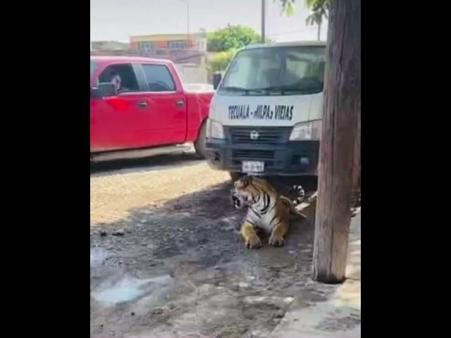 Vídeo relacionado con El Tigre Rayado De Bengala Rayado Bordó El Hierro De La Insignia En Coser En El Remiendo