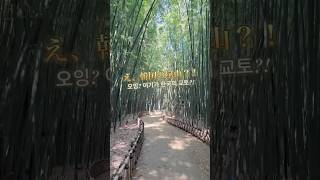 ここ本当に韓国?!🇰🇷 京都みたいな竹林が蔚山に🎋