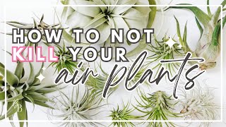 Everything You Need To Know About Air Plants | Complete Tillandsia Care Guide | Houseplant Care