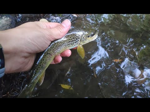 Manga final del social de mosca,  intensivo río Arga, 2023