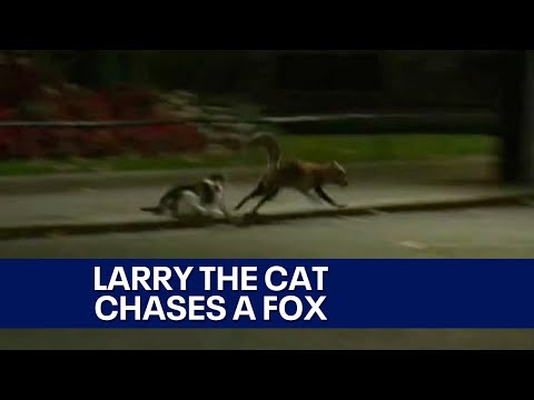 Larry the Cat chases fox off from prime minister's home at 10 Downing Street