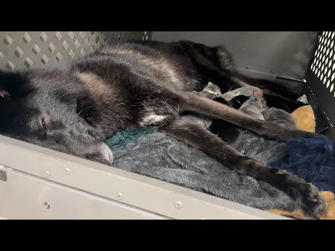 オオカミと犬のハイブリッドを認識しやすくなる