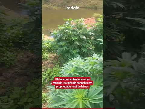 PM ENCONTRA PLANTAÇÃO COM MAIS DE 300 PÉS DE CANNABIS EM PROPRIEDADE RURAL EM MG