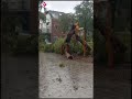 Boom valt om door storm Poly | #shorts