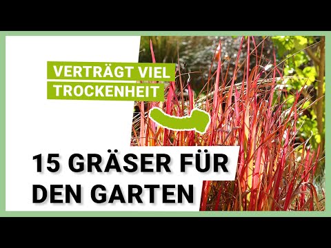 15 pflegeleichte Gräser für den Garten